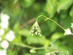 Pimpinella peregrina