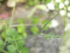 Pimpinella peregrina