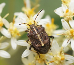 Oncocoris geniculatus