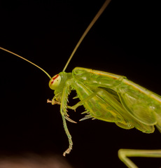 Tropidomantis