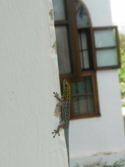 Lygodactylus picturatus