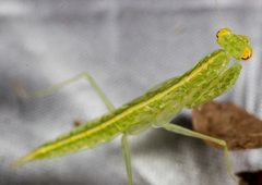 Tropidomantis