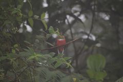 Trogon