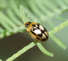 Peltoschema hamadryas