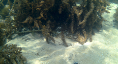 Platycephalus laevigatus