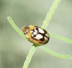 Peltoschema hamadryas