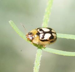 Peltoschema hamadryas