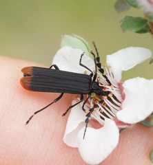 Pseudolycus haemorrhoidalis