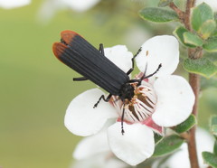 Pseudolycus haemorrhoidalis