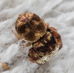 Simaethina