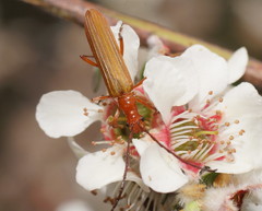 Stenoderus concolor