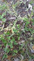 Cerastium brachypetalum