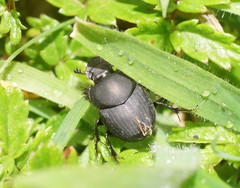 Onthophagini