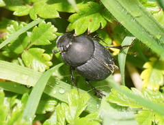 Onthophagini