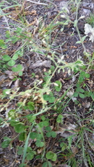 Cerastium brachypetalum