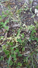 Cerastium brachypetalum