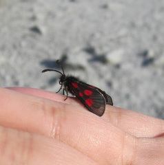 Zygaena exulans