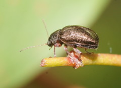 Geloptera jugularis