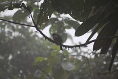 Trogon