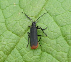 Pseudolycus haemorrhoidalis