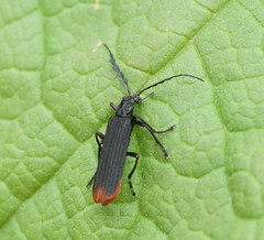 Pseudolycus haemorrhoidalis