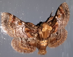 Zygaenoidea