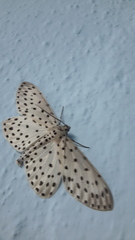 Antipercnia belluaria