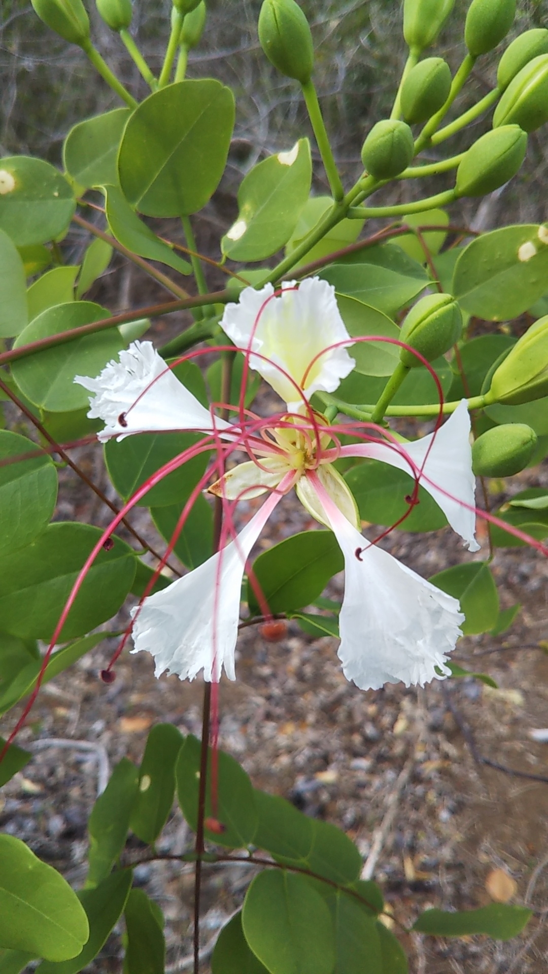 Imagem de Flamboyant-branco