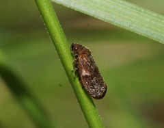 Cercopicesa tasmaniae