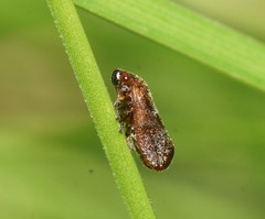 Cercopicesa tasmaniae