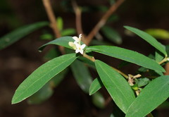 Pimelea drupacea