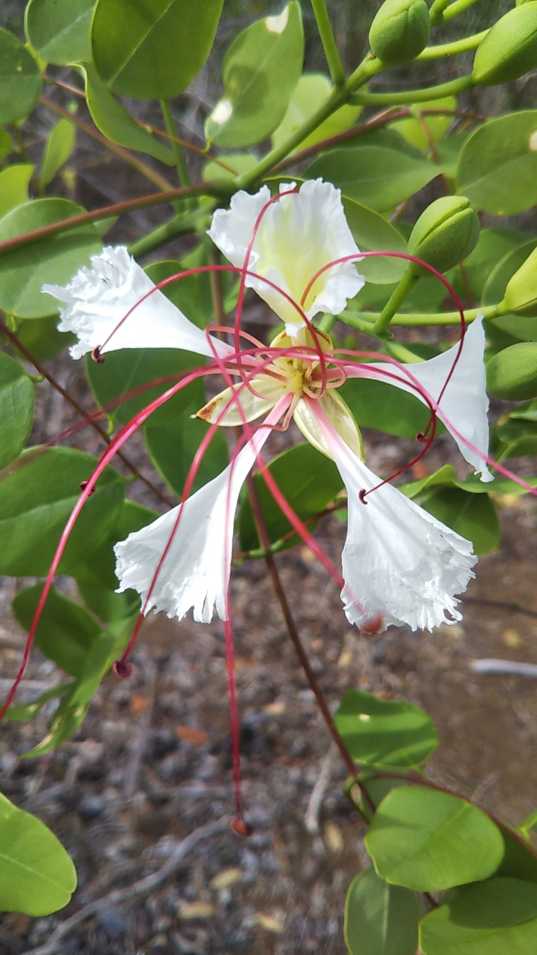 Imagem de Flamboyant-branco