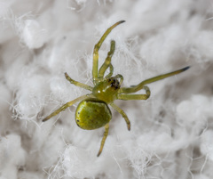 Araneus viridiventris