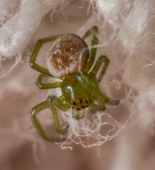 Bijoaraneus mitificus
