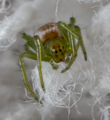 Bijoaraneus mitificus