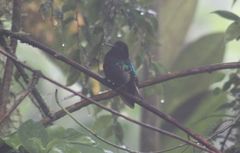 Boissonneaua jardini