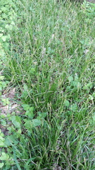 Carex sylvatica
