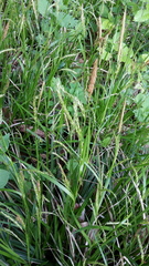 Carex sylvatica