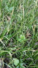 Carex sylvatica