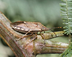 Omyta centrolineata