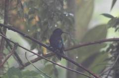 Boissonneaua jardini