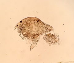 Chydoridae