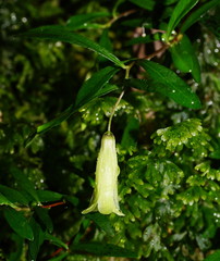 Billardiera longiflora
