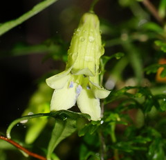 Billardiera longiflora