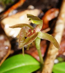 Chiloglottis triceratops