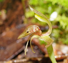 Chiloglottis triceratops