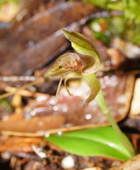 Chiloglottis triceratops