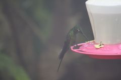 Heliodoxa imperatrix