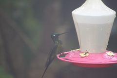 Heliodoxa imperatrix