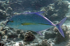 Bluefin Trevally